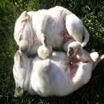 Amber Puppies - 4 Weeks Old