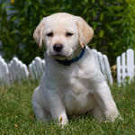 Blue Collar Boy - Abby Puppy