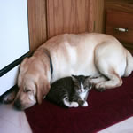 Buddy and Moe (the cat)