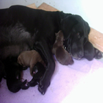 Dixe x Downtown Brown Just Born