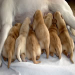 3 Day old Puppies