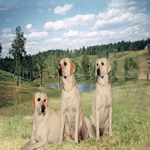 Whoopie, Sally and Power