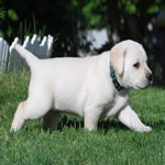 Abby X Niki Girl Puppy